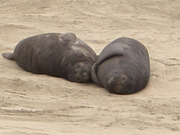 Elephant Seals at Ano Nuevo State Park