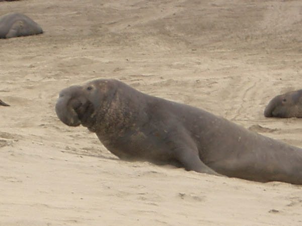 Elephant Seal