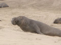 Elephant Seal