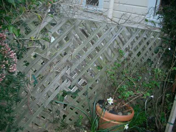 The old Fence just before we tore it down