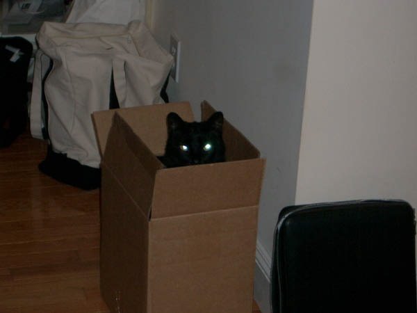Cat in a Hat?? Cat in a Box!