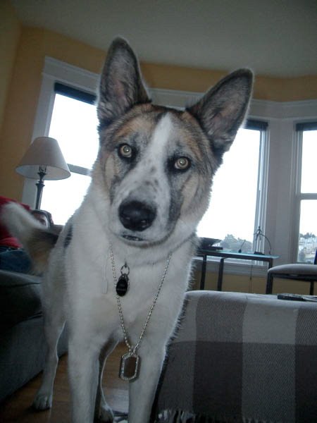 Silly Dog