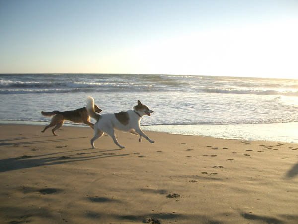 Jocko chases around Ocean Beach