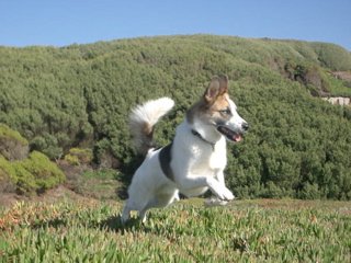 Taking a giant leap for Dog-kind