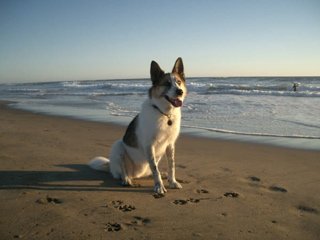 Jocko at the Pacific Ocean