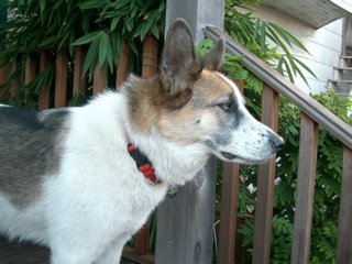 Jocko checks out our new garden