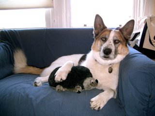 Hanging with his hedgehog