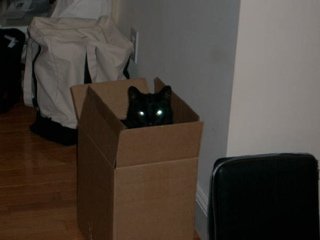 Cat in a Hat?? Cat in a Box!